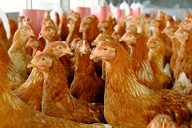layer pullets